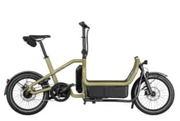 Miniature anise-Standard-0